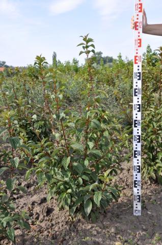 Viburnum bodnantense 'Dawn'